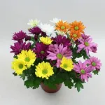 Lauko augalas chrizantema, kelios spalvos vazone, &Oslash; 21, 50 cm, lot. CHRYSANTHEMUM