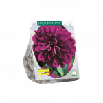 Jurginų svogūnėlis, lot. DAHLIA DECORATIEF THOMAS EDISON, 1 vnt