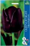 Tulpių svogūnėliai, lot. TULIPA QUEEN OF NIGHT, 5 vnt.