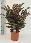 Vazoninis augalas kalatėja, &Oslash; 19, 75 cm, lot. CALATHEA MAKOYANA