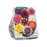 Jurginų svogūnėliai, lot. DAHLIA DECORATIEF MIXED, 3 vnt