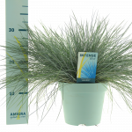 Lauko augalas eraičinas, &Oslash; 23, 50 cm, lot. Festuca glauca Intense Blue