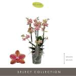 Vazoninis augalas falenopsis &Oslash; 12, 45 cm, lot. Phalaenopsis Muse