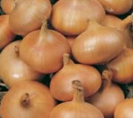 Svogūnų sodinukai CUPIDO H, 14 - 21 mm, 0,5 kg