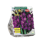 Kardelių svogūnėliai, lot. GLADIOLUS PLUMTART, 25 vnt