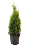 Lauko augalas tuja, auginta vazone, &Oslash; 17, 40 - 60 cm, lot. Thuja Smaragd