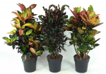 Vazoninis augalas krotonas, &Oslash;27, 90 - 100 cm, lot. CODIAEUM