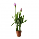 Vazoninis augalas siamo tulpė, &Oslash; 14, 45 cm, lot. CURCUMA SPLASH