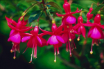 Lauko augalas fuksija, &Oslash; 17, 65 cm, lot. Fuchsia