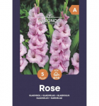 Didžiažiedžių kardelių svogūnėliai, lot. GLADIOLUS ROSE, 5 vnt