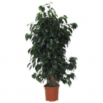 Vazoninis augalas bonsas, vazone, &Oslash; 25, 35 cm, lot. Bonsai mix