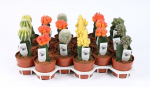 Vazoninis augalas kaktusas, vazone, &Oslash; 10, 15 cm, lot. CACTUS CERAMIC POT