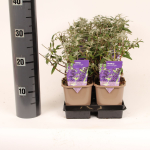 Lauko augalas budlėja, daugiametis, &Oslash; 9, 25 cm, lot. Buddleja davidii mix