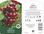 Vaismedis vy&scaron;nia KELERIS, lot. PRUNUS CERASUS