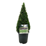 Lauko augalas buksmedis, &Oslash; 21, 60 cm, lot. Buxus semp. Pyramide