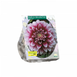 Jurginų svogūnėlis, lot. DAHLIA DECORATIEF EDINBURGH, 1 vnt