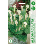 Kalijų svogūnėlis, lot. ZANTEDESCHIA ALBOMACULATA, 1 vnt.