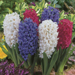 Vazoninis augalas hiacintas, &Oslash; 7, 13 cm, lot. HYACINTHUS MIX