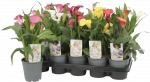 Vazoninis augalas kalija, &Oslash; 12, 40 cm, lot. ZANTEDESCHIA