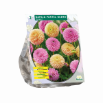 Jurginų svogūnėliai, lot. DAHLIA PASTEL BLEND, 2 vnt