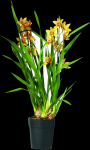 Vazoninis augalas orchidėja, &Oslash; 14, 90 cm, lot. ORCHIDACEAE CYMBIDIUM 2 STEM