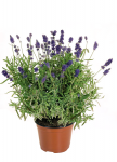Lauko augalas levanda, daugiametis, &Oslash; 10,5, 15 cm, lot. Lavandula ang. Hidcote