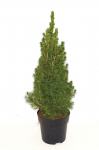 Lauko augalas puskiparisis, &Oslash; 19, 60 cm, lot. Picea Glauca