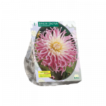 Jurginų svogūnėlis, lot. DAHLIA CACTUS STARS FAVOURITE, 1 vnt