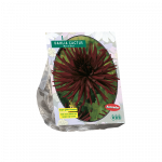 Jurginų svogūnėlis, lot. DAHLIA CACTUS NUIT D'PER, 1 vnt