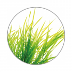 Medisana kvapiųjų citrinžolių aroma esencija 10 ml