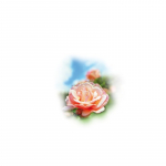 Medisana rožių aroma esencija 10 ml