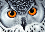 Deimantinis paveikslas Owl's Look WD243 38*27 cm