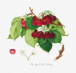The May Duke Cherry SBL22460 - siuvinėjimo kryželiu rinkinys