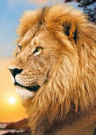 Deimantinis paveikslas Lion King WD070 27*38 cm