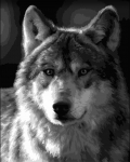 Tapybos pagal skaičius rinkinys: Silver wolf 40x50 cm F015