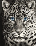Tapybos pagal skaičius rinkinys: F012 Blue eyed leopard 40*50