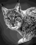 Tapybos pagal skaičius rinkinys: F008 Lynx 40*50