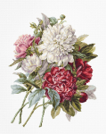 The Peonies SB2355 - siuvinėjimo kryželiu rinkinys