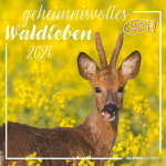 Forest Animals 2026 sieninis kalendorius