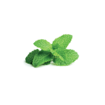 Click and Grow Refill 3-Pack - Peppermint