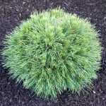 Pu&scaron;is kalninė ''Varella''