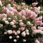 Hortenzija "Vanille Fraise"&reg;