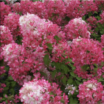 Hortenzija &scaron;luotelinė "Diamond Rouge"PRB