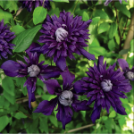 Raganė "Kokonoe"&reg;