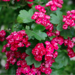 Skiepyta Gudobelė "Paul's Scarlet"