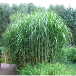 Miskantas kininis 'Giganteus'