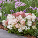 Hortenzija "Groundbreaker" Blush