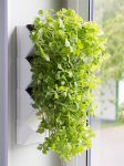 AQUAEL sieninis herbariumas Versa Garden Herbs
