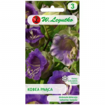 Kobea laipiojimas - violetinis