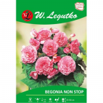 Non Stop rožinė gumbinė begonija, 2 vnt.